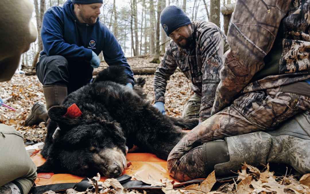 The Bears Next Door: Back Bears in Connecticut